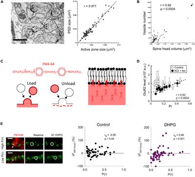 Illuminating Relationships Between the Pre- and Post-synapse